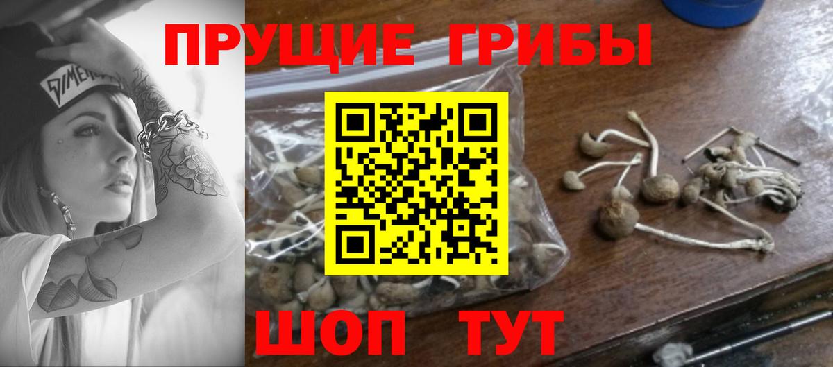 Псилоцибиновые грибы ЛСД  Вход с VPN  Псилоцибиновые грибы Psilocybine cubensis  Лениногорск 